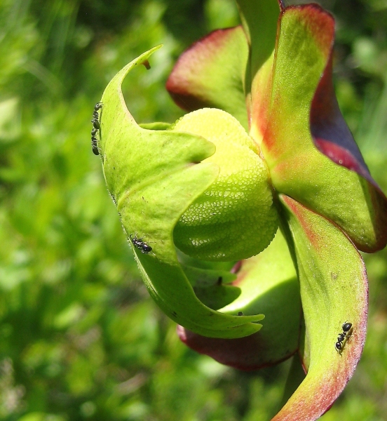 Pitcher plant and ants